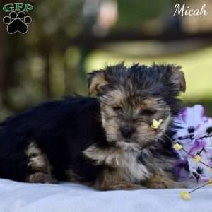 Micah, Morkie / Yorktese Puppy