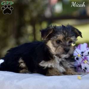 Micah, Morkie / Yorktese Puppy