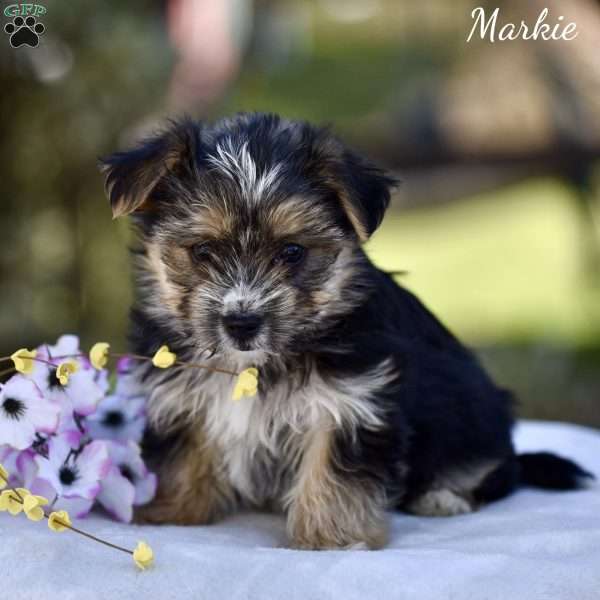Markie, Morkie / Yorktese Puppy