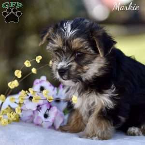 Markie, Morkie / Yorktese Puppy