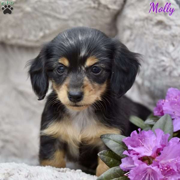 Molly. (Mini), Dachshund Puppy