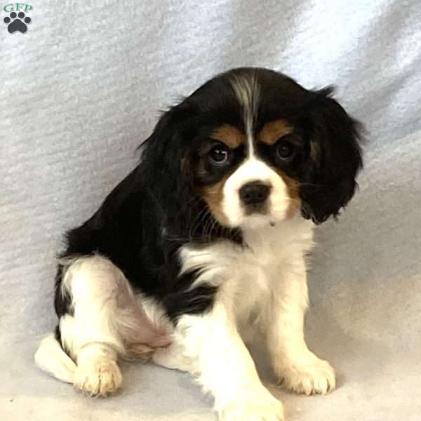 Bella, Cavalier King Charles Spaniel Puppy