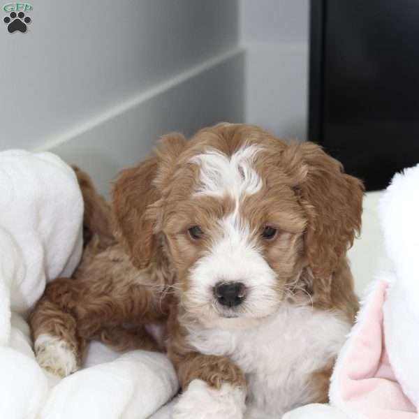 Milo, Mini Goldendoodle Puppy