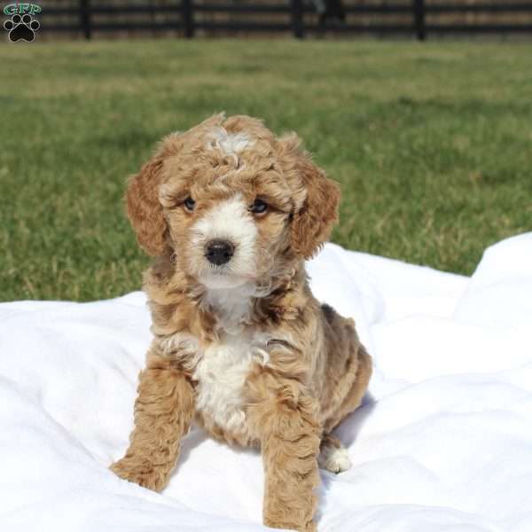Rosie, Mini Goldendoodle Puppy