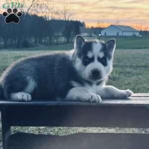 Max, Siberian Husky Puppy