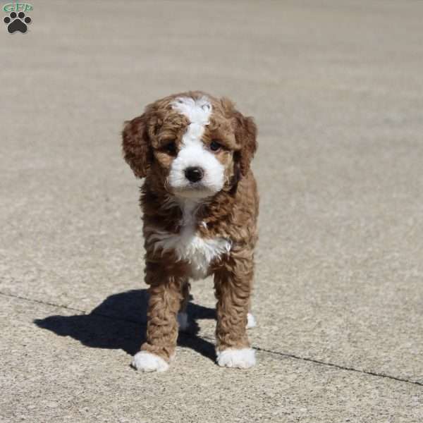 Lulu, Mini Goldendoodle Puppy