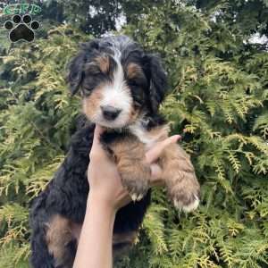 Bailey, Bernedoodle Puppy