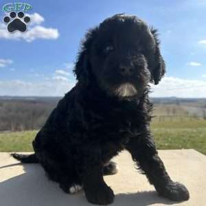 Portuguese Water Dog Puppies for Sale | Greenfield Puppies