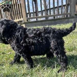 Jack, Portuguese Water Dog Puppy