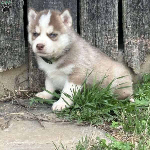 Dexter, Siberian Husky Puppy