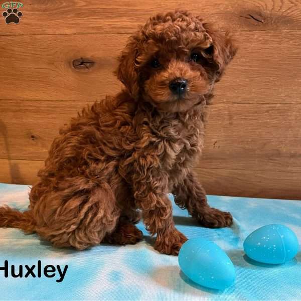 Huxley, Toy Poodle Puppy