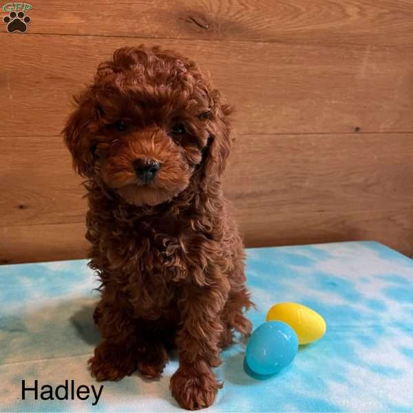 Hadley, Toy Poodle Puppy