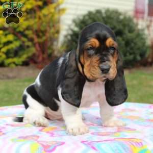 Miniature basset hound hot sale puppies for sale