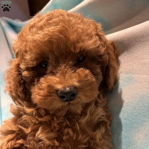 Hank, Toy Poodle Puppy
