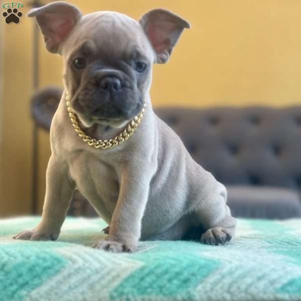 Theo, French Bulldog Puppy