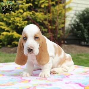 Basset Hound Puppies For Sale - Greenfield Puppies