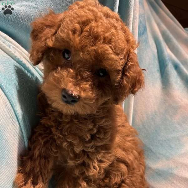 Huxley, Toy Poodle Puppy