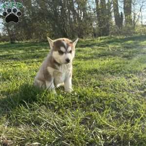 Kimber, Siberian Husky Puppy