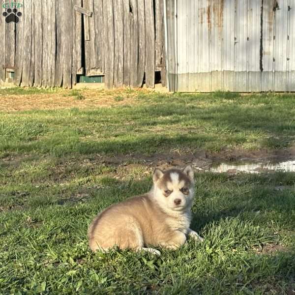 Bella, Siberian Husky Puppy