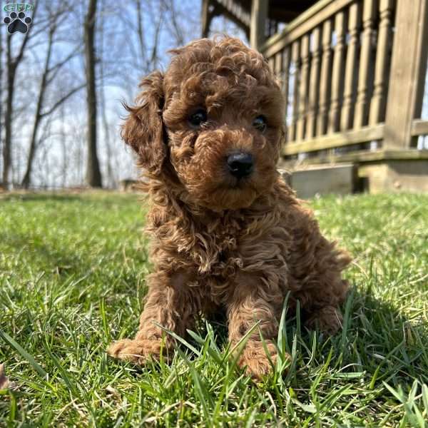 Daisey, Toy Poodle Puppy