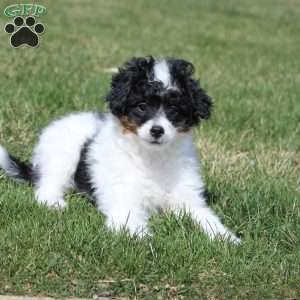 Greenfield best sale mini bernedoodle