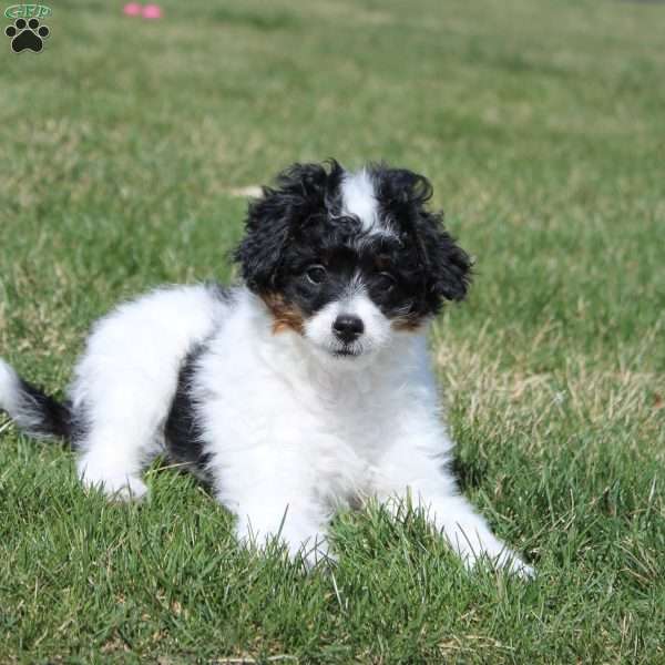 Chloe, Mini Bernedoodle Puppy