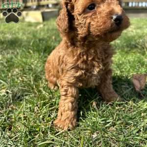 Toby, Toy Poodle Puppy