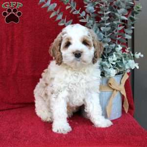 Greenfield hot sale cockapoo puppies