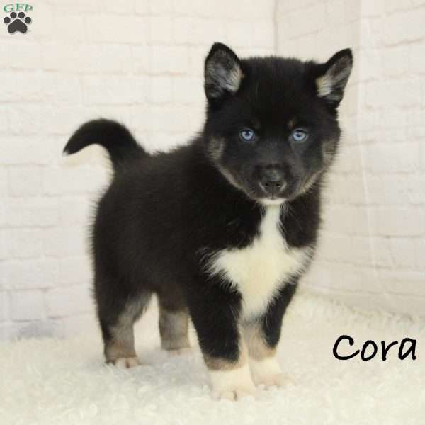 Cora, Pomsky Puppy