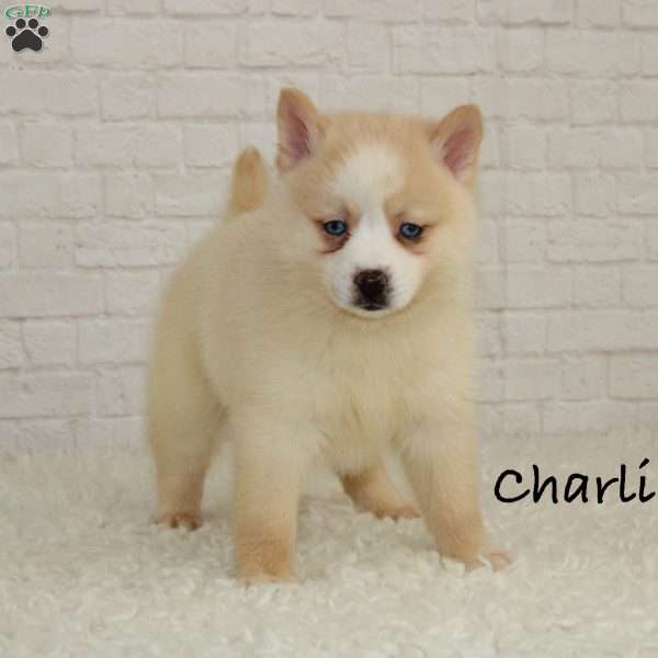 Charlie, Pomsky Puppy
