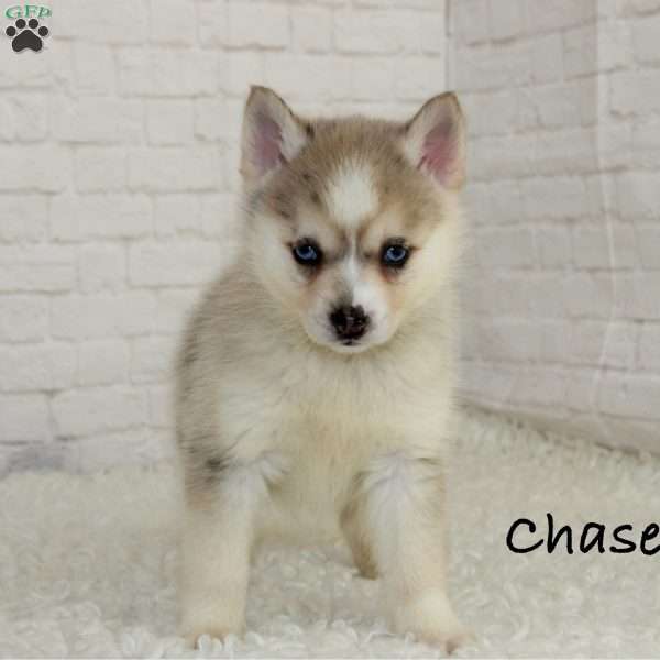 Chase, Pomsky Puppy