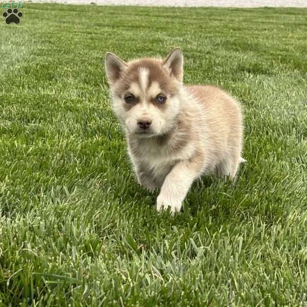 Rocky, Siberian Husky Puppy