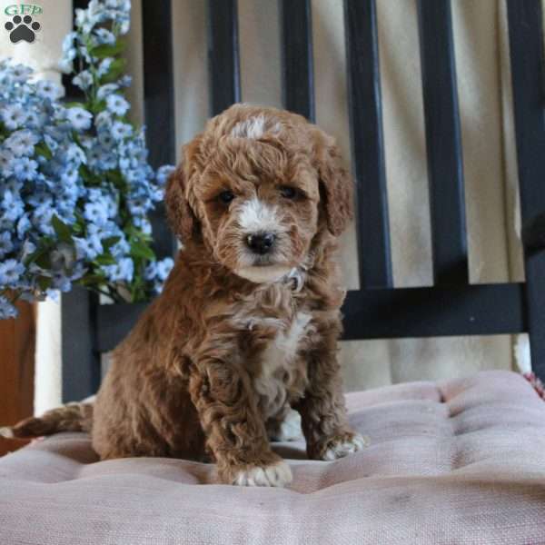 Francis, Mini Goldendoodle Puppy