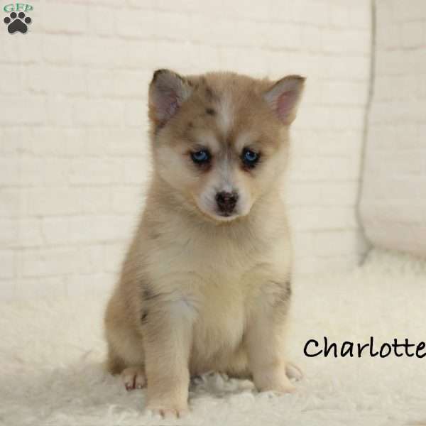Charlotte, Pomsky Puppy