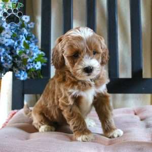 Fiona, Mini Goldendoodle Puppy