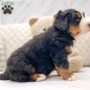 Teddy, Bernese Mountain Dog Puppy