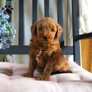 Frieda, Mini Goldendoodle Puppy