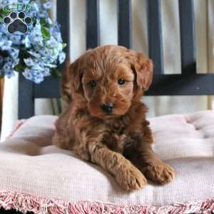 Frieda, Mini Goldendoodle Puppy