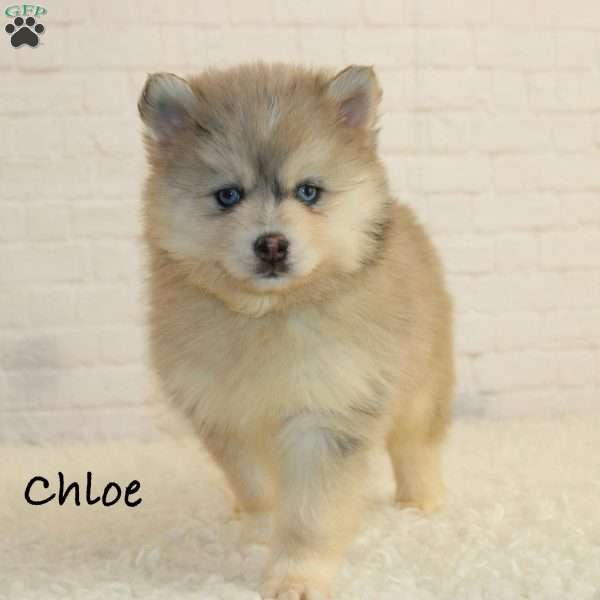 Chloe, Pomsky Puppy