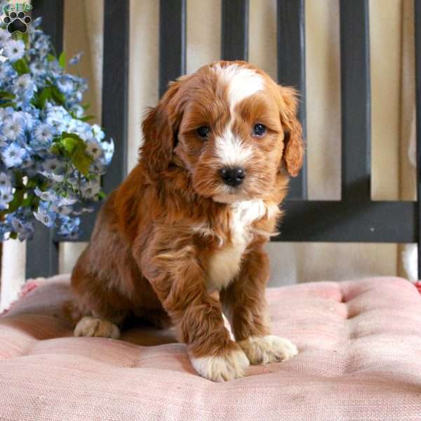 Fritz, Mini Goldendoodle Puppy