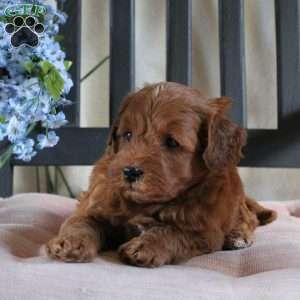 Freddy, Mini Goldendoodle Puppy
