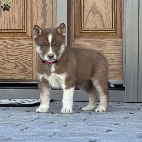 Coco, Siberian Husky Puppy