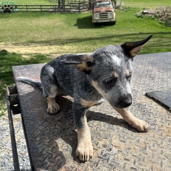 Milah, Blue Heeler – Australian Cattle Dog Puppy