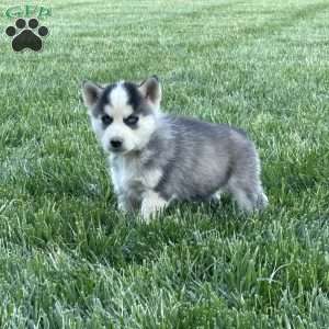 Baxter, Siberian Husky Puppy
