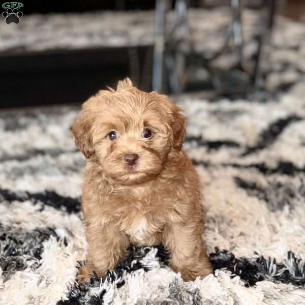 Curly, Yorkie Poo Puppy