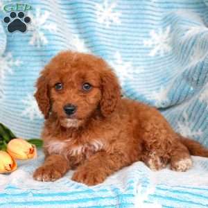 Roxy, Mini Goldendoodle Puppy