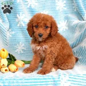 Roxy, Mini Goldendoodle Puppy