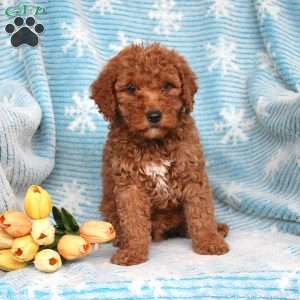 Rufus, Mini Goldendoodle Puppy