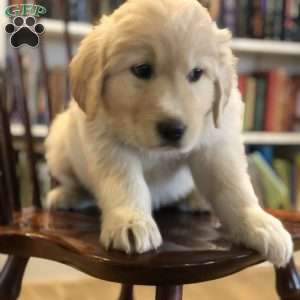 Golden pyrenees for sale best sale near me