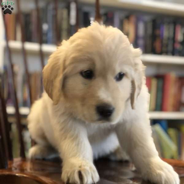 Roselle, Great Pyrenees Mix Puppy